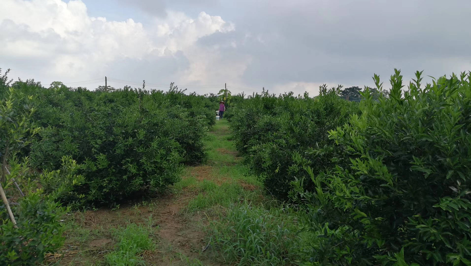 西部地区鼓励类产业目录 广西_广西陈皮产业_广西南宁再生资源产业基地